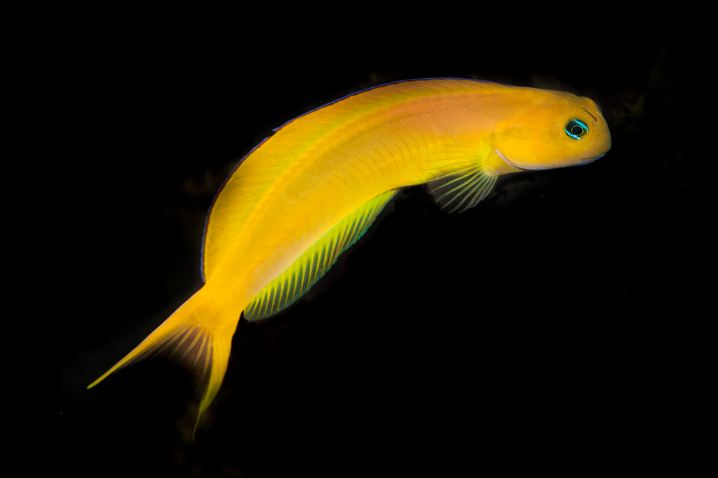Midas Blenny