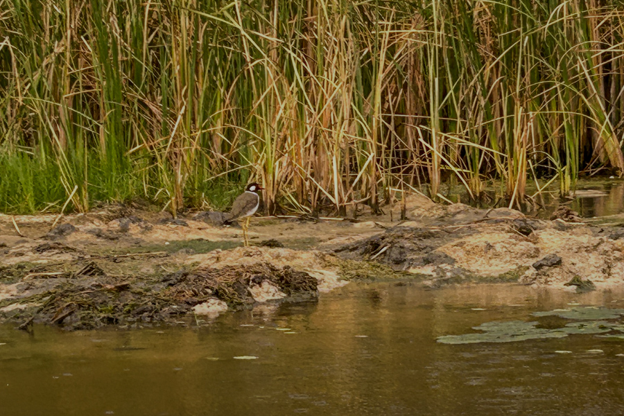 Stacks Image 852