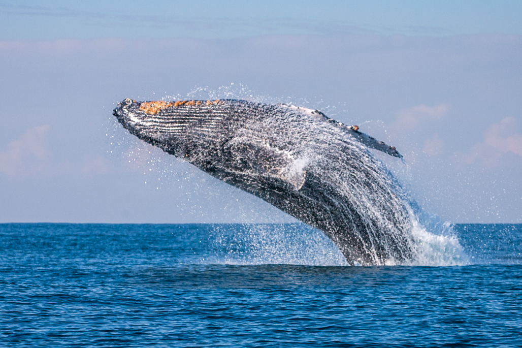 Humbacked Whale Breach