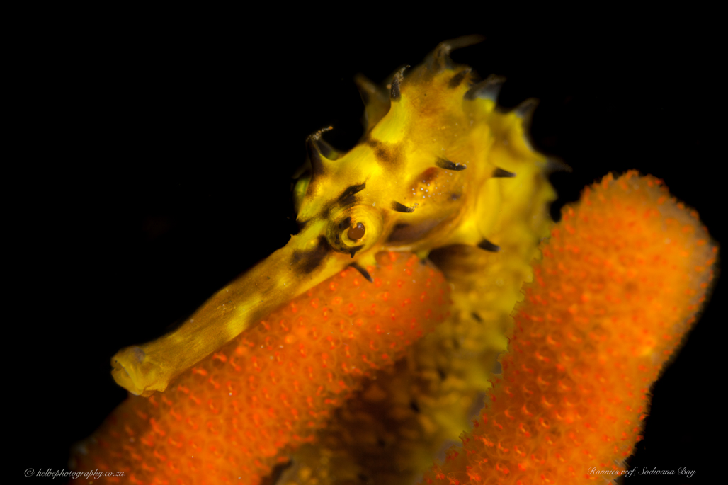 Thorny Seahorse Sodwana Bay