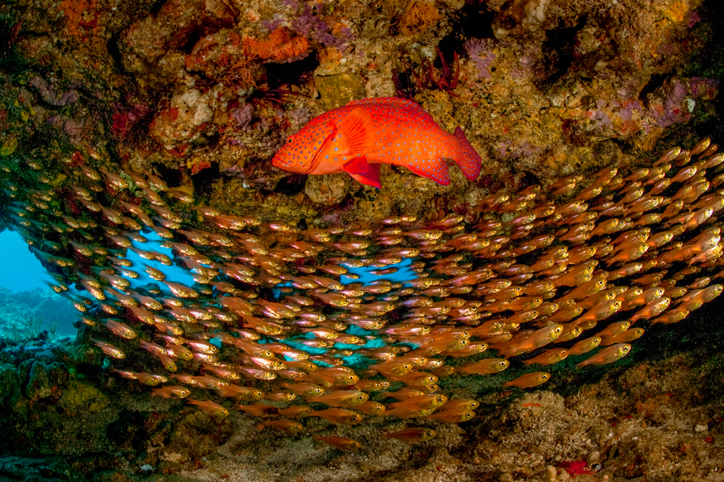 Coral Trout And Sweeprs