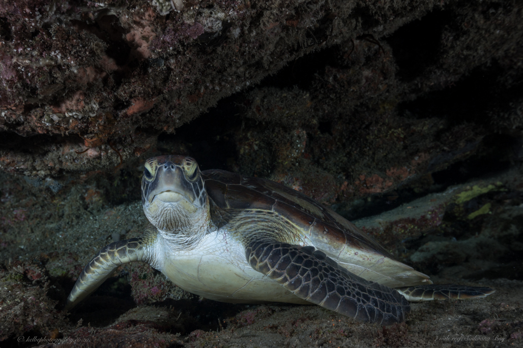 Turtlle Sodwana Bay