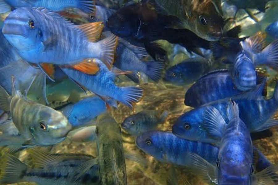 Snorkelling Red Sea