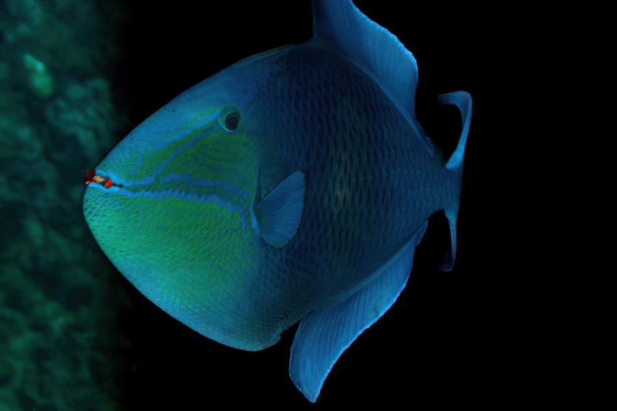 Red Fanged Trigger Fish