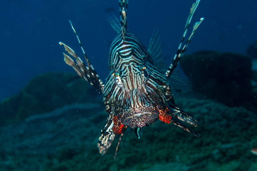 Lion Fish