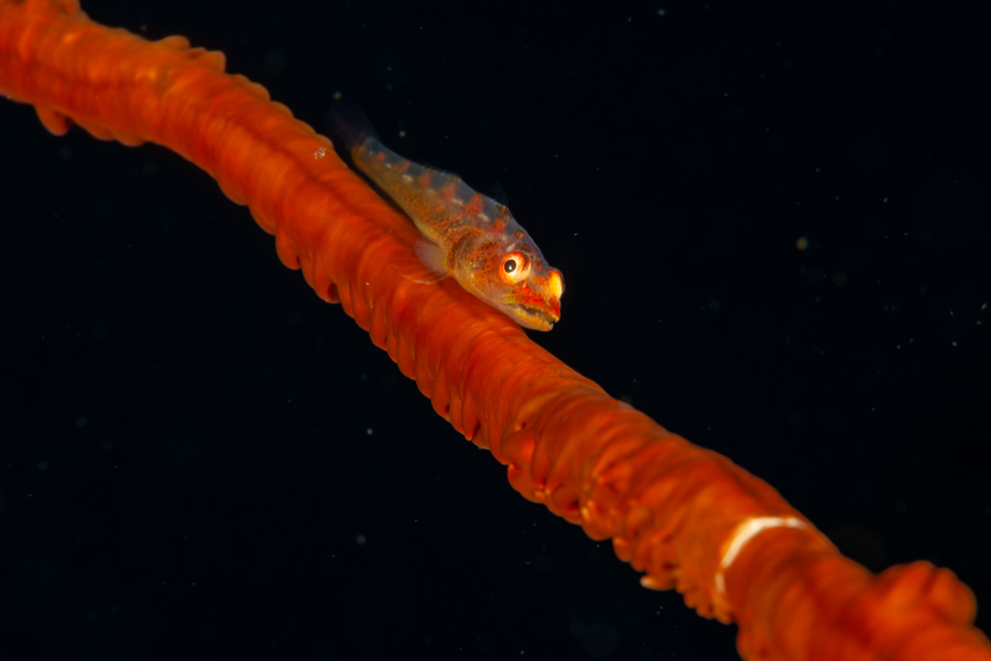 Whipcoral Goby