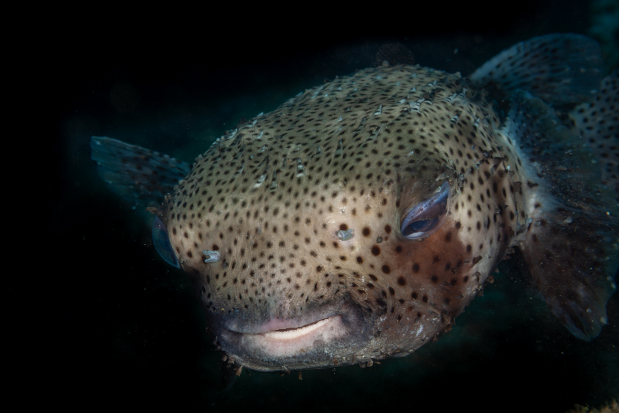 Blackspotted Porcupinefish