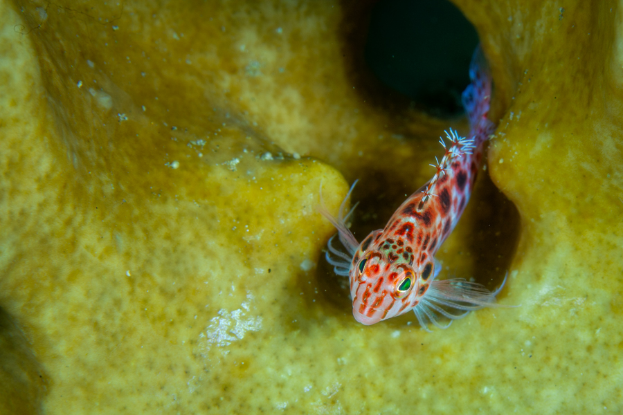 Spotted Hawkfish