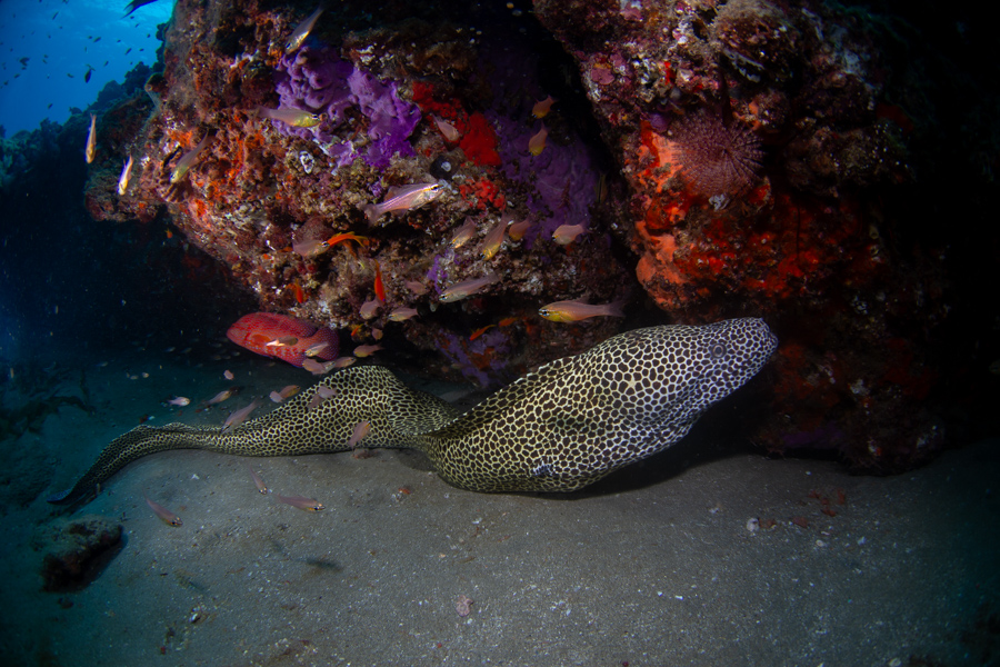 Honeycomb Moray Eel