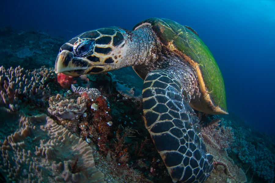 Hawksbill Tiurtle