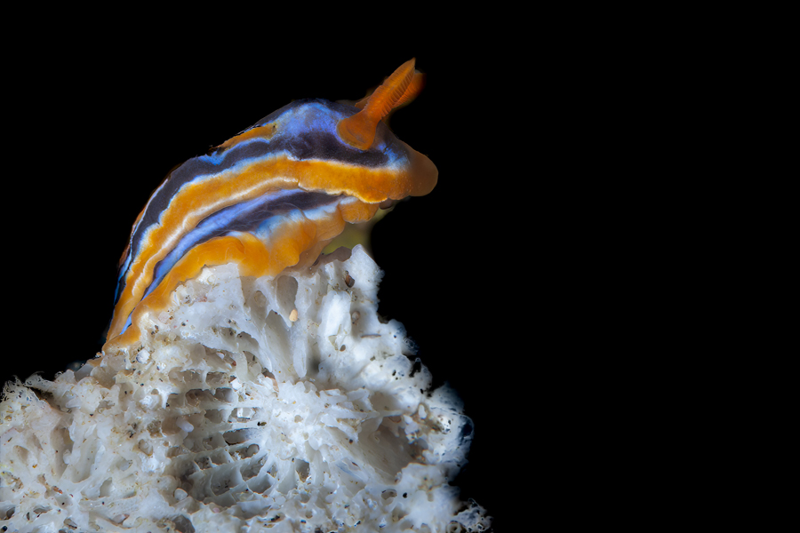 Stacks Image 1851