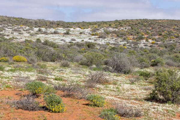 Gannet Colony Lamberts Bay