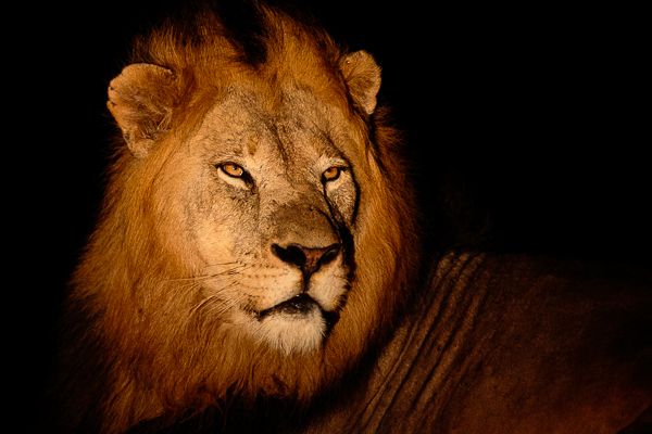 Lion at night