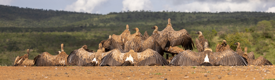 Vultures Warming Up
