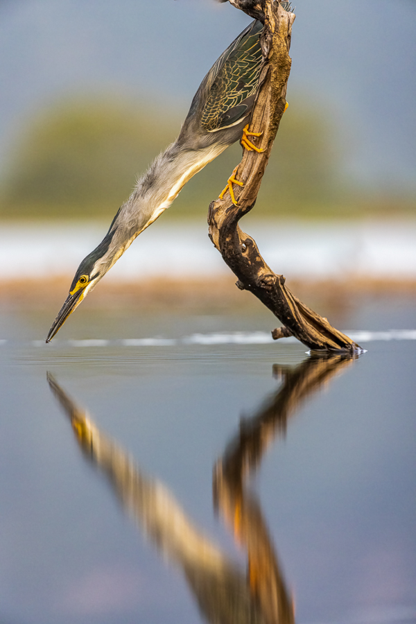 Green Backed Heron