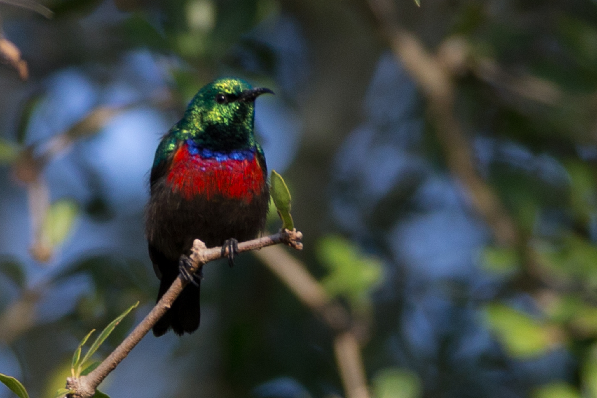 Sunbird
