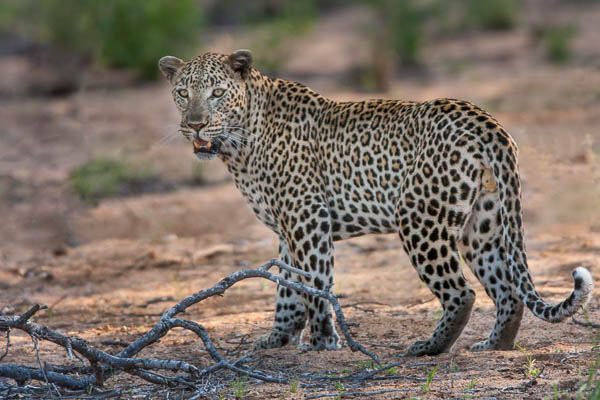 Male Leopard