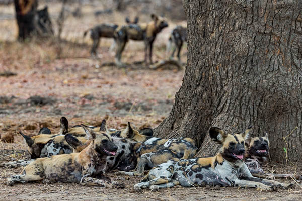 Wild Dog Pacl SOuth Luangwa