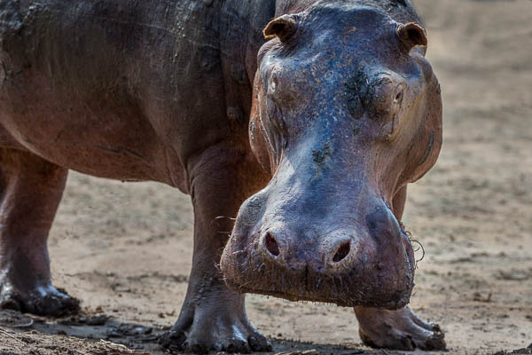 Hippo Close Up