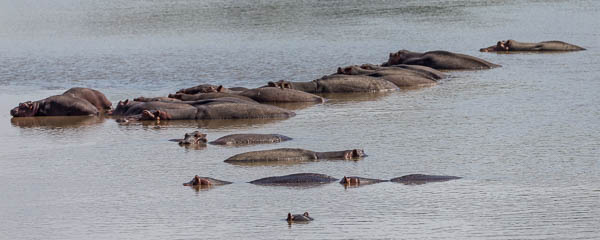 Hippo Pod