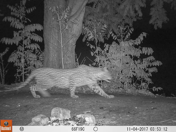 Leopard In Camp