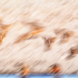 Doves