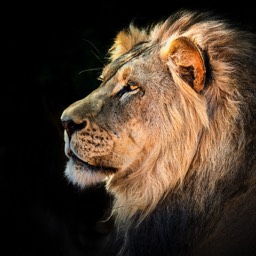 Pride Male