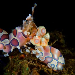 Harlequin Shrimp Lembe Straits