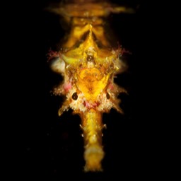 Liberty's Pipefish Lembe Straits