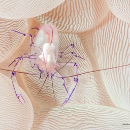 Mushroom Coral Shrimp Lembe Straits