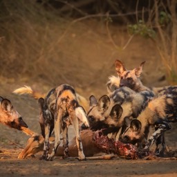 Impala Kill