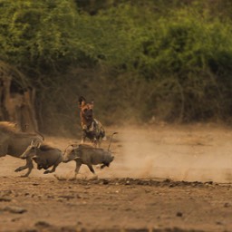 The Chase