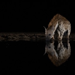 Hyena