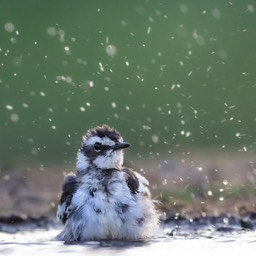 Wagtail